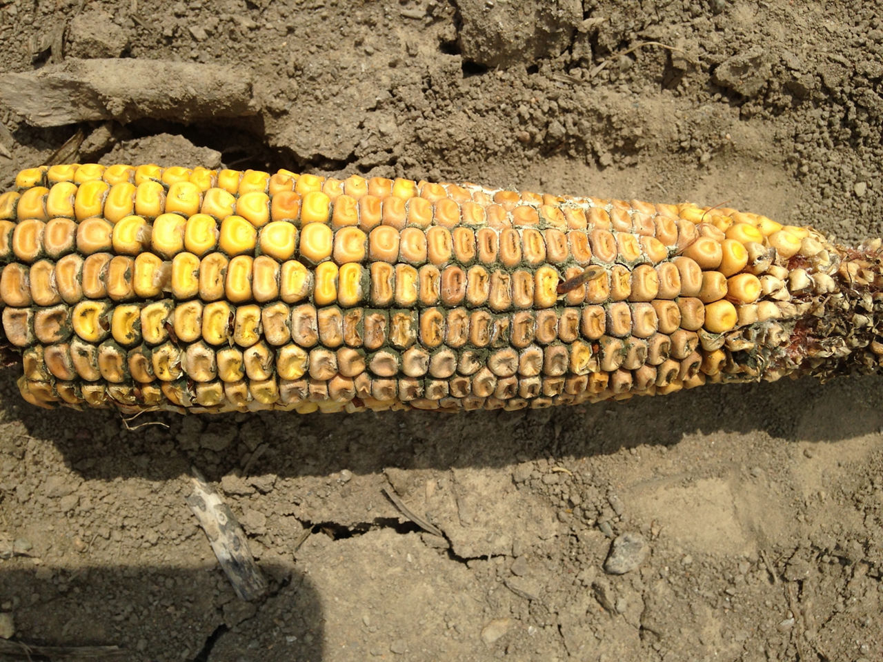 Figure 1. Corn infected with Aspergillus eat rot.